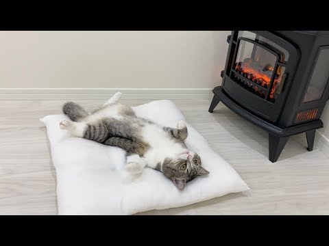 初めてのヒーターが気持ち良すぎて動けなくなった猫がこちらですw(YouTube)