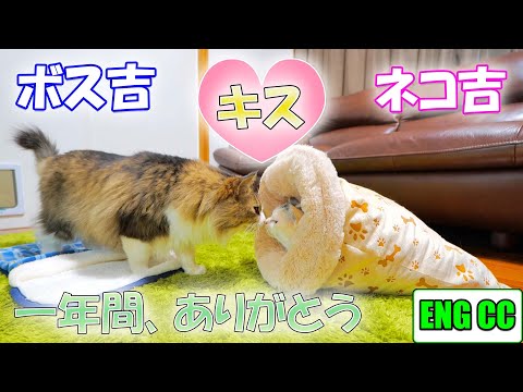 その瞬間は突然やって来た‥猫達が交わした感動＆衝撃的なキスシーンと、年末吐血騒動！【ネコ吉とボス吉の鼻チュー】(YouTube)