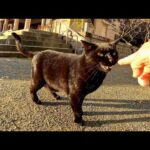 先に境内のパトロールに行った猫から帰還報告がないので黒猫パトロールが出動した(YouTube)