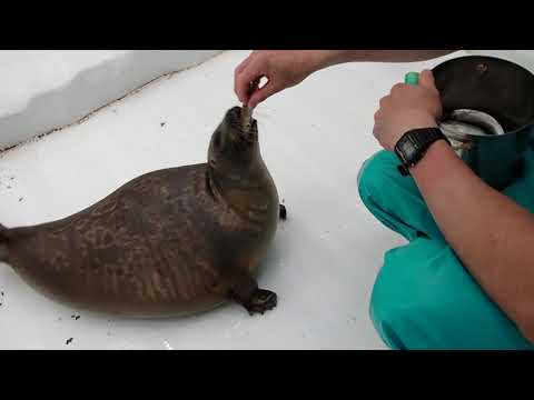 【海遊館】ミゾレの食わずぎらい(YouTube)