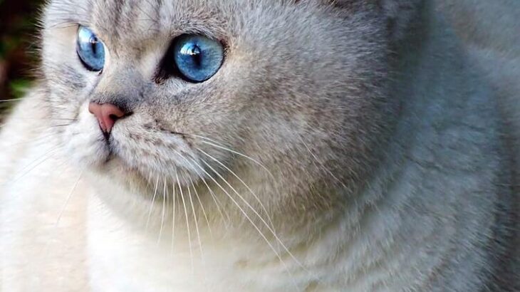 猫はなぜ物陰からのぞいてくるのか…？猫にまつわる50の疑問を人気獣医師が解説した書籍が登場(ブログ)