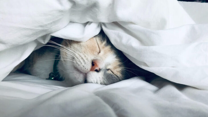 朝起きたら猫に囲まれてそう！老舗ベッドメーカーが本気で開発した猫も使える新感覚ベッドが登場(ブログ)