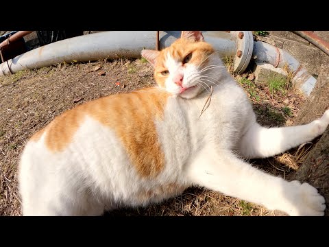 立派なお腹にオレンジ色のエンジェルマークがある茶シロ猫(YouTube)