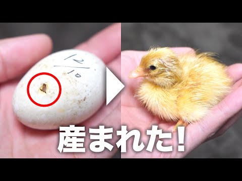 孫アヒルが孵化しました(YouTube)