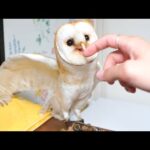 ネズミを発見した瞬間ハンターの目付きになるフクロウ(YouTube)