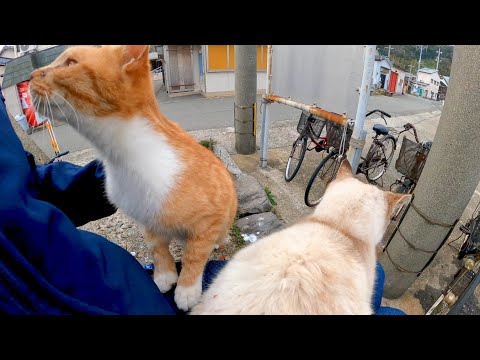 フェリーを降りると港に猫が集まってて楽しい(YouTube)