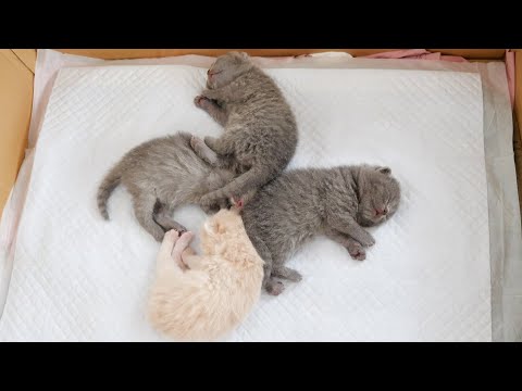 子猫たちが不思議なフォーメーションを作って眠っていました…(YouTube)