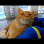 待合室にいる野良猫が膝の上に乗ってきてカワイイ(YouTube)
