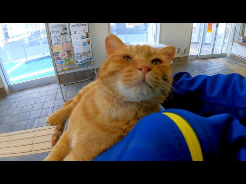 待合室にいる野良猫が膝の上に乗ってきてカワイイ(YouTube)