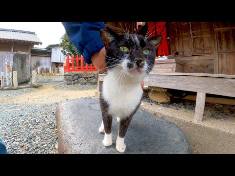 神社で出会った黒白猫ちゃん、撫でるとゴロゴロ喉を鳴らして喜んだ(YouTube)