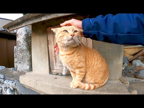 茶トラ猫は甘えたいけどライバル猫が近づいてくるので吠えざるを得ない(YouTube)
