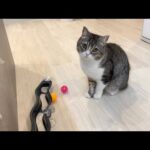 お気に入りのおもちゃを壊しちゃった猫がこうなりました…(YouTube)