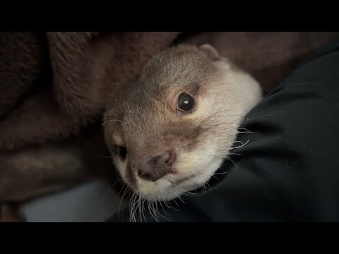 人間みたいなカワウソが起床した結果 The result of a human-like otter waking up.(YouTube)