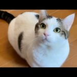 猫が「遊んで」とおもちゃを持ってきたのに・・・【 #Shorts 】(YouTube)