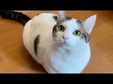 猫が「遊んで」とおもちゃを持ってきたのに・・・【 #Shorts 】(YouTube)