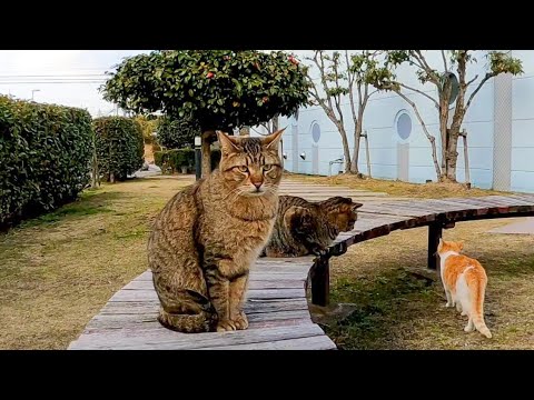 公園のベンチに猫達が座っていたので一緒に座ると膝の上に乗ってきた(YouTube)