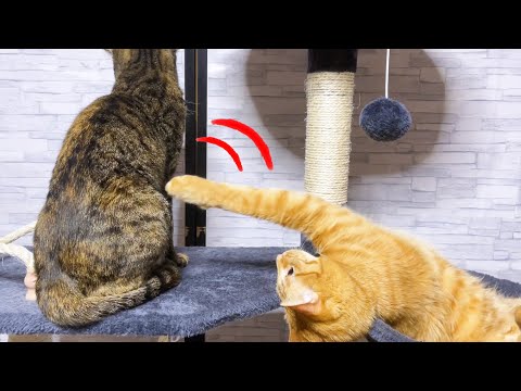 お姉ちゃん猫に怒られても全く懲りない茶トラ猫(笑)♥(YouTube)