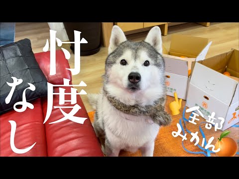 みかんソムリエなハスキーに山口県のみかん農家さんから挑戦状が届きました🍊(YouTube)