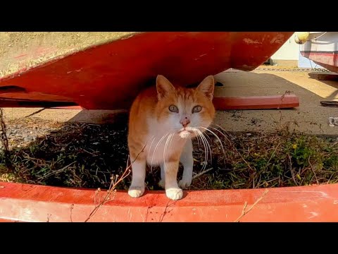 舟の下にいた猫が何か話し掛けてきた(YouTube)