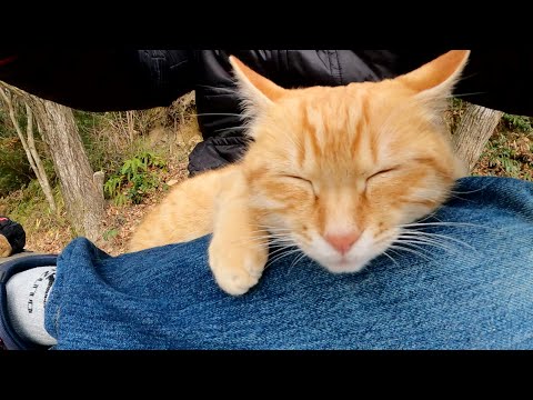人間のひざの上で脱力する茶トラ猫(YouTube)