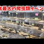 過去最多！日本最大の爬虫類イベントジャパンレプタイルズショーに潜入！(YouTube)