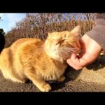 トコトコ歩いてきて甘えてくる茶トラ猫が可愛すぎる(YouTube)