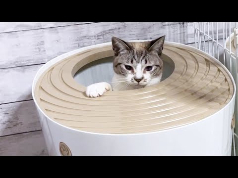 そこトイレじゃないよ～慌てた子供猫の行動♥(YouTube)