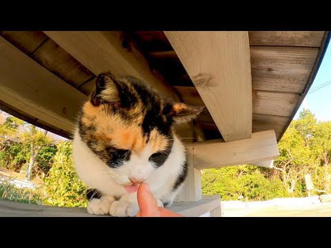 神社で出会った猫ちゃん、指を出すとペロペロ舐めてカワイイ(YouTube)