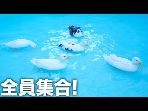 ついに、友達のアヒルたち全員集合しました(YouTube)