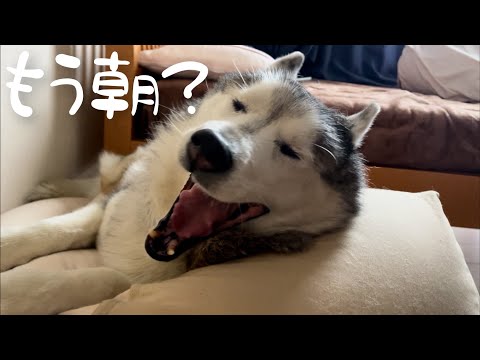 何度でも二度寝を繰り返したい寝坊助ハスキー、開眼した後笑顔でこちらを凝視する。(YouTube)
