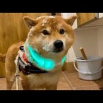 柴犬が猛吹雪の散歩から帰宅すると、こうなる。(YouTube)