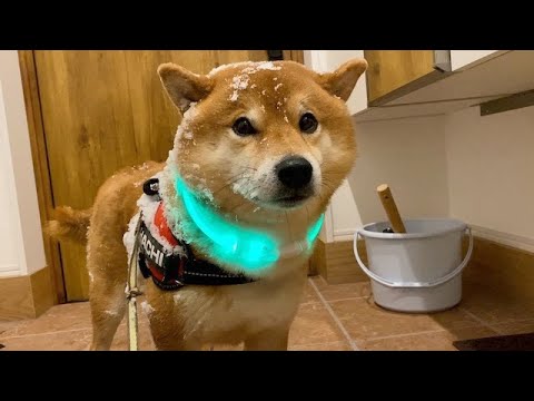 柴犬が猛吹雪の散歩から帰宅すると、こうなる。(YouTube)