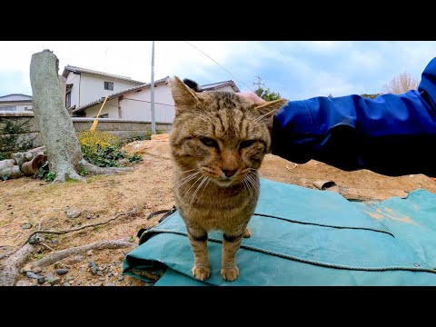 神社で寝ていた野良猫を撫でると凄い鼻息の荒い猫だった(YouTube)