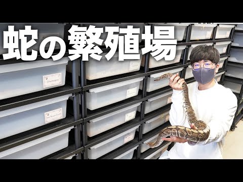 ボールパイソンブリーダーの繁殖場のデカすぎる親蛇たち【SWAG Baller】(YouTube)