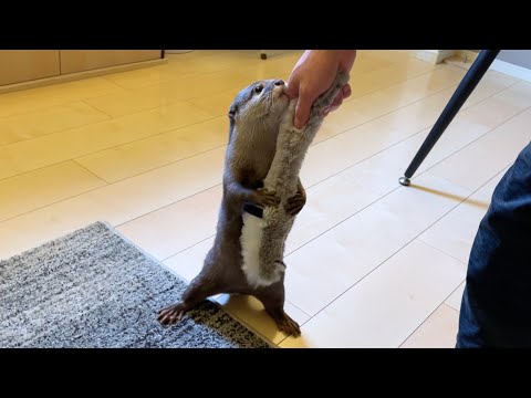 タヌキを大事そうに抱える仕草が可愛いカワウソ A cute otter holding a raccoon dog with care.(YouTube)