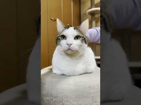 ヘッドマッサージで顔がプルプルなる猫【# Shorts 】(YouTube)