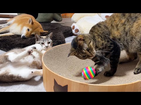 大好きなボールをお姉ちゃん猫に取られた時の子供猫の反応が可愛すぎ♥(YouTube)