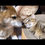猫達の事を一日中気にかけてくれる優しい柴犬パパ♥(YouTube)