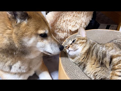 猫達の事を一日中気にかけてくれる優しい柴犬パパ♥(YouTube)
