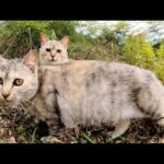 大理石模様の猫姉妹と親睦を深めようとしたら、メチャクチャ警戒された(YouTube)