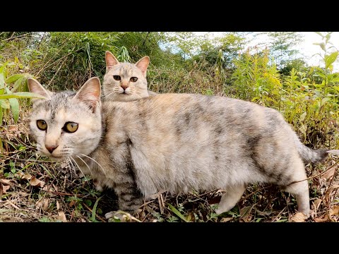 大理石模様の猫姉妹と親睦を深めようとしたら、メチャクチャ警戒された(YouTube)