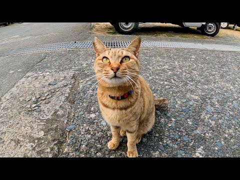 【猫島】漁港にいた猫を撫でると喜んで膝の上に乗ってきた(YouTube)