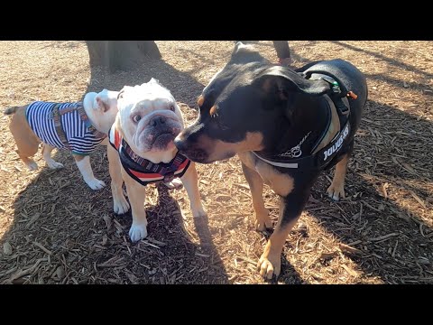 最弱ブルドッグ、ヒヨりながらも大型犬に喧嘩売ってみた結果がこちら！(YouTube)