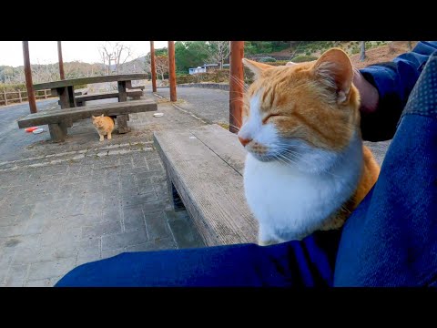 ベンチで撫でられる猫とちょっと離れたところから眺める猫(YouTube)