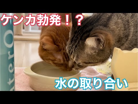 水の取り合いをするオス猫！このあとどうなる！？？(YouTube)