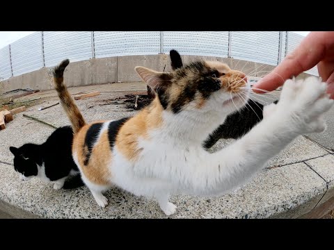 他の猫を押しのけてグイグイと甘えてくる三毛猫(YouTube)