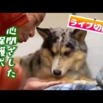 【心を閉ざした保護犬】シュンくん手からドッグフード食べた⁉️「ライブチャンネル切抜き」(YouTube)