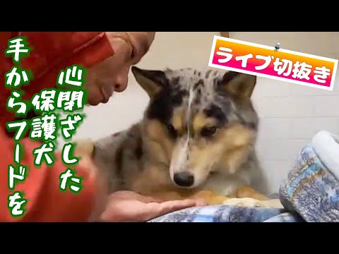 【心を閉ざした保護犬】シュンくん手からドッグフード食べた⁉️「ライブチャンネル切抜き」(YouTube)