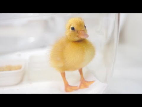 生まれて初めてごはんを食べたアヒルの雛の反応がかわいい(YouTube)