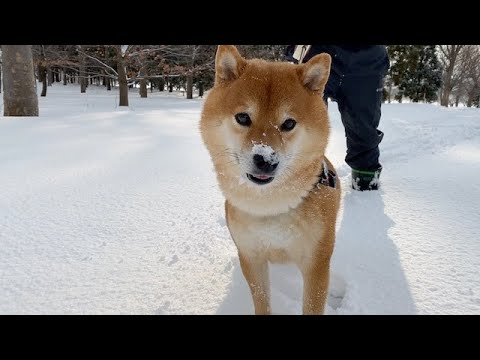 大雪で埋もれた散歩道を歩いたら、とてつもなくハードだった。(YouTube)